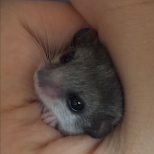 피그미 다람쥐 분양