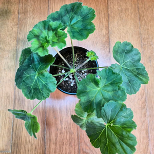 귀족부인 러시아제라늄