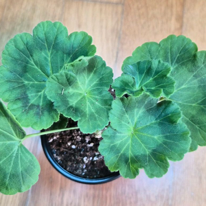 IV솔베이그 러시아제라늄