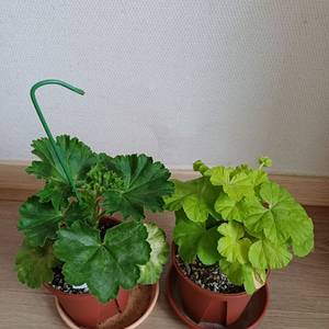 제라늄 봄날엔과 레드판도라