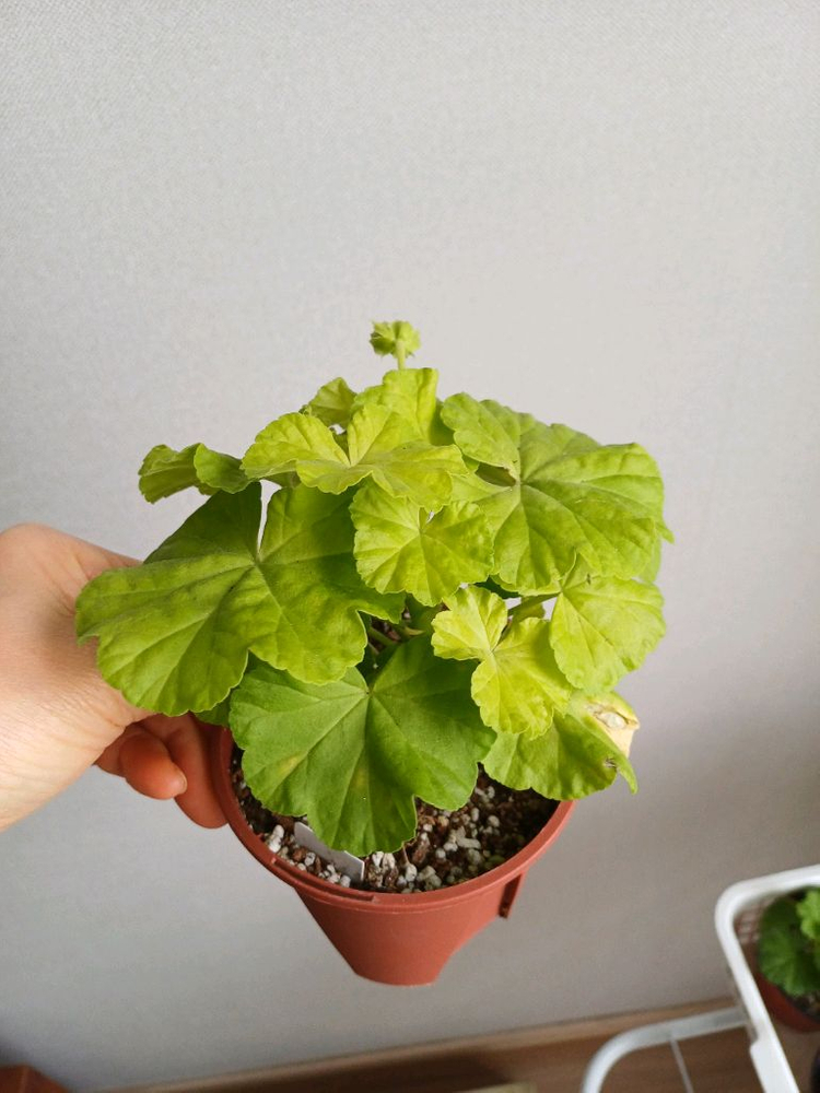 제라늄 봄날엔과 레드판도라--1