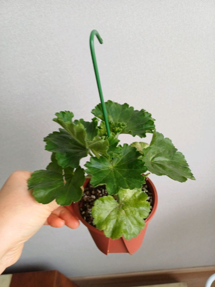 제라늄 봄날엔과 레드판도라--2