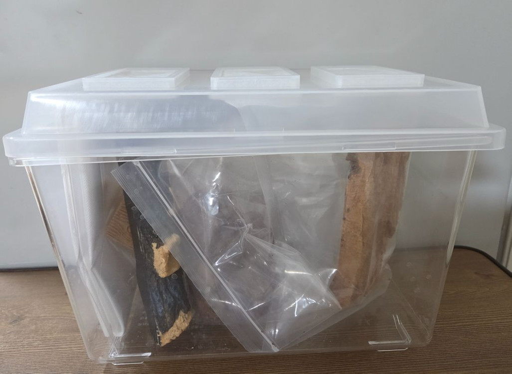 장수풍뎅이 사슴벌레 사육장 사육용품 세트 코바에셔터--1