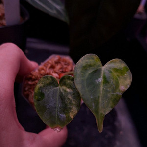 안스리움 클라리네비움 바리에가타