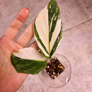 켐페리아 피코크 진저 화이트플라워 알보 바리에가타 흰무늬 생강 핑크X