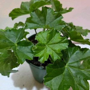 IV노래하는새 러시아제라늄