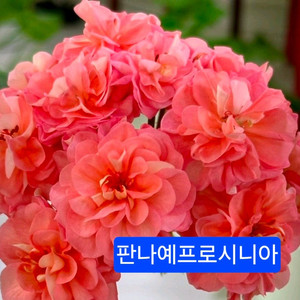 판나예프로시니아 러시아제라늄 대품