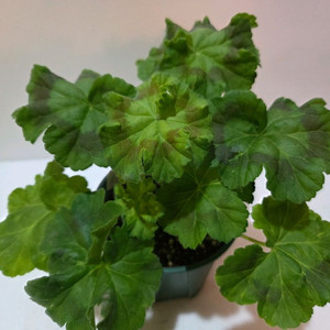 심산호구슬 러시아제라늄 대품