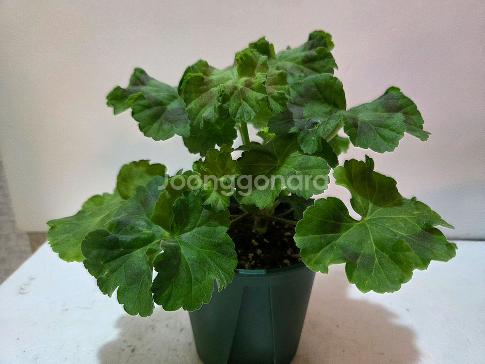 심산호구슬 러시아제라늄 대품--1