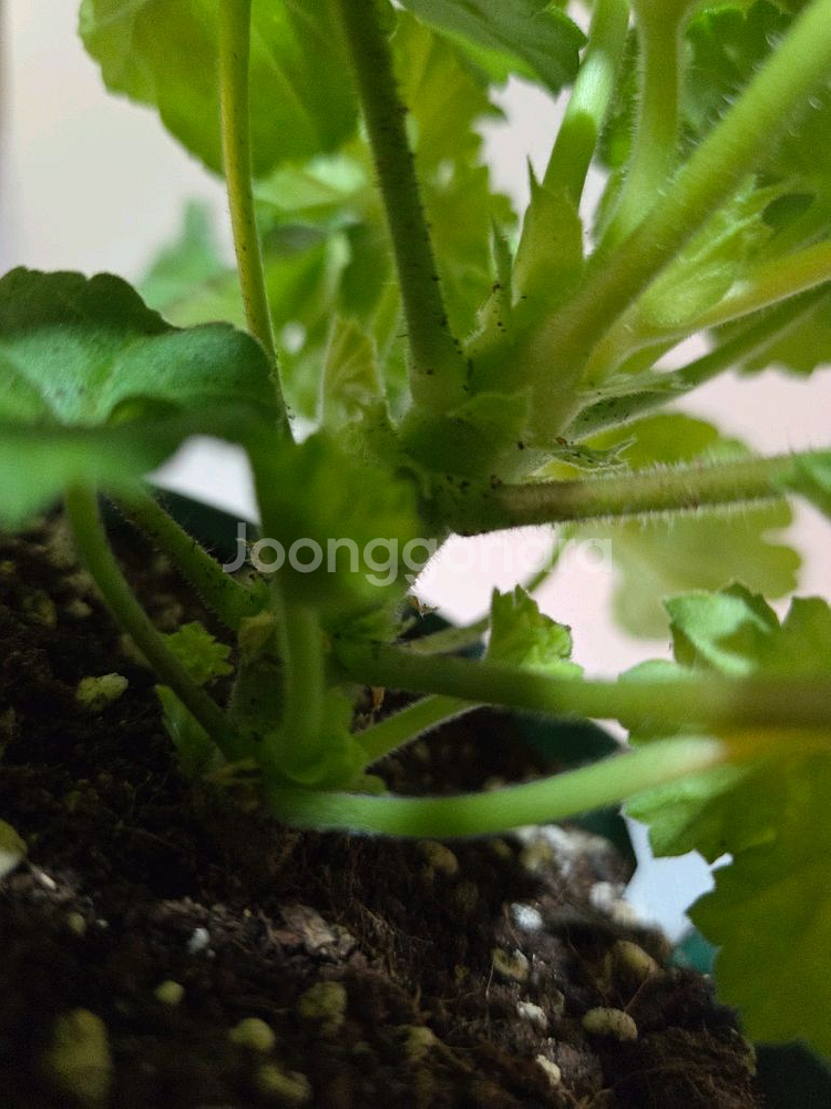 심산호구슬 러시아제라늄 대품--2