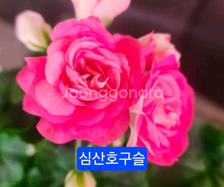 심산호구슬 러시아제라늄 대품--3