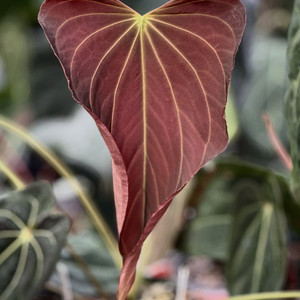 안스리움 Swamp Stripes x (Stripey Mag x carla) #1 (Paul)