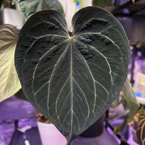 안스리움 TA Stripey x 칼라블랙키 ra6 (Buz)