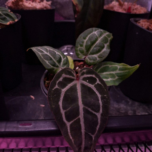 안스리움 nse 레드크리스탈리넘