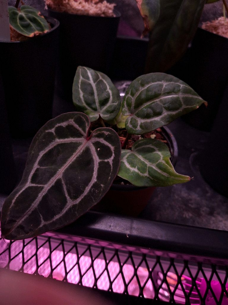 안스리움 nse 레드크리스탈리넘--1