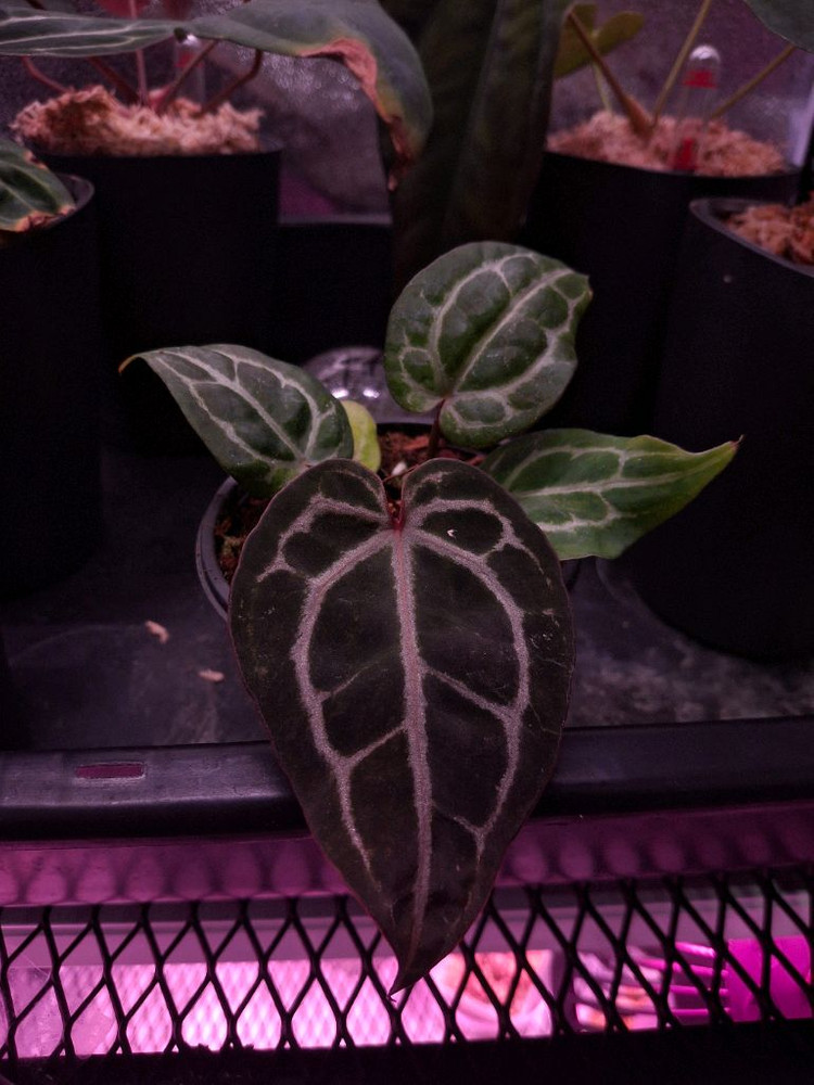 안스리움 nse 레드크리스탈리넘--2