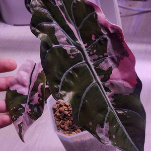 알로카시아 찬트리에 바리에가타