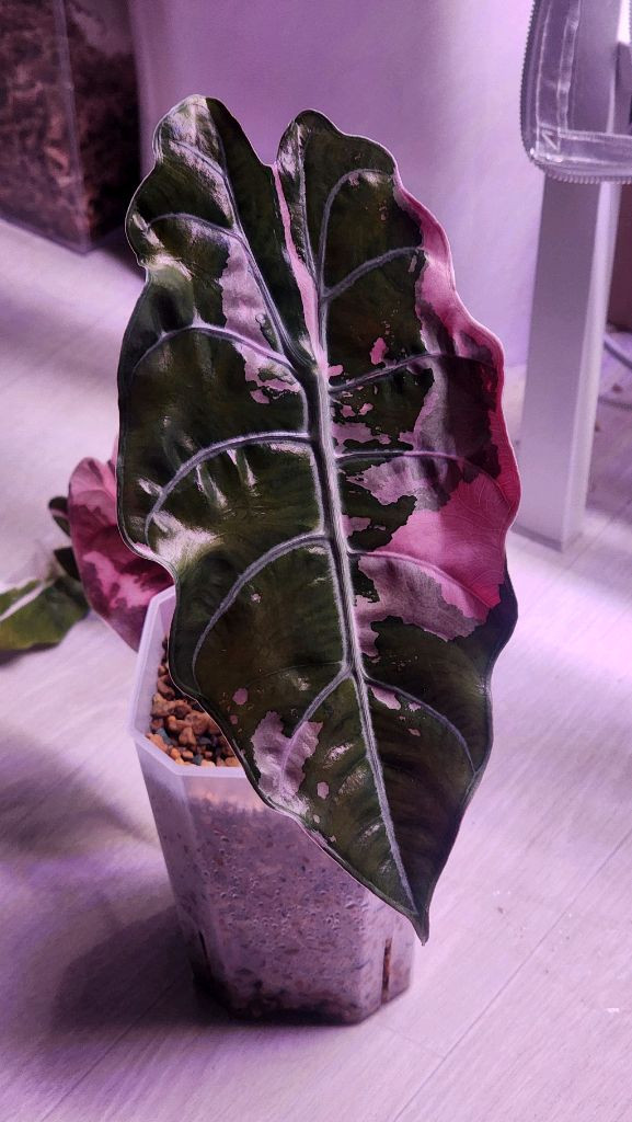 알로카시아 찬트리에 바리에가타--1