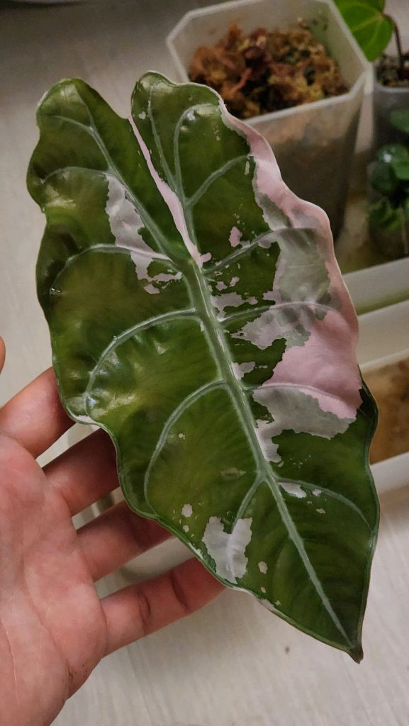 알로카시아 찬트리에 바리에가타--2