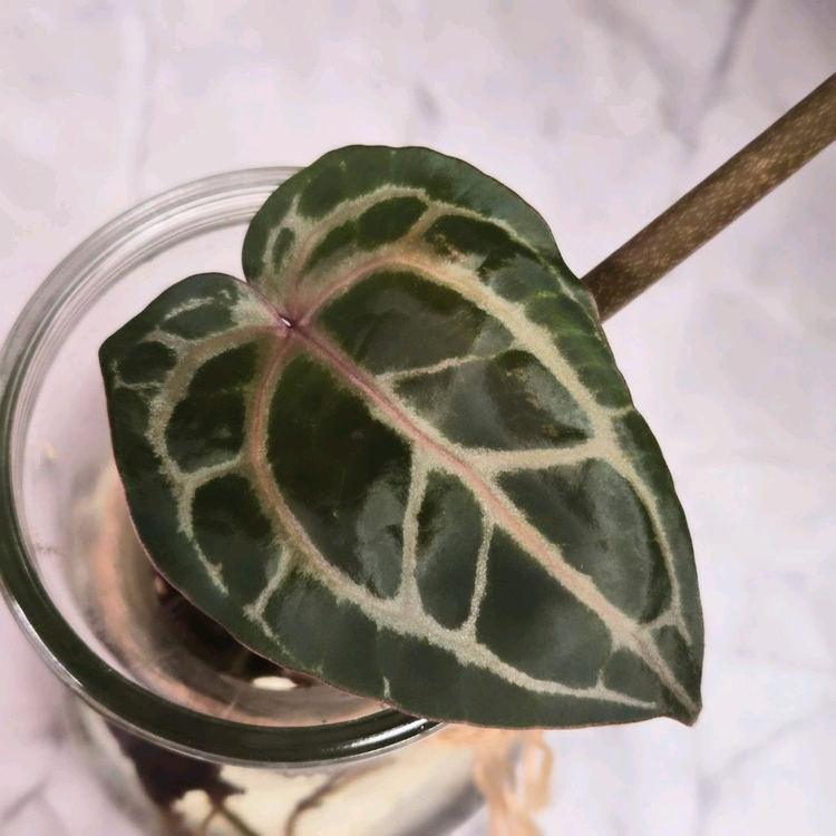 안스리움 닥터블락미쉘--0