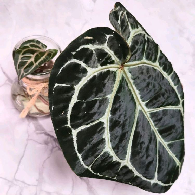 안스리움 닥터블락미쉘--1