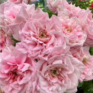 남작부인제라늄