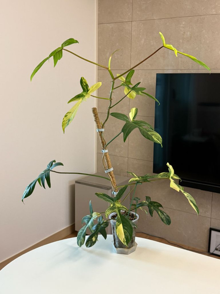 필로덴드론 플로리다 뷰티 바리에가타 (대품, 잎 15장)--0