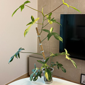 필로덴드론 플로리다 뷰티 바리에가타 (대품, 잎 15장)