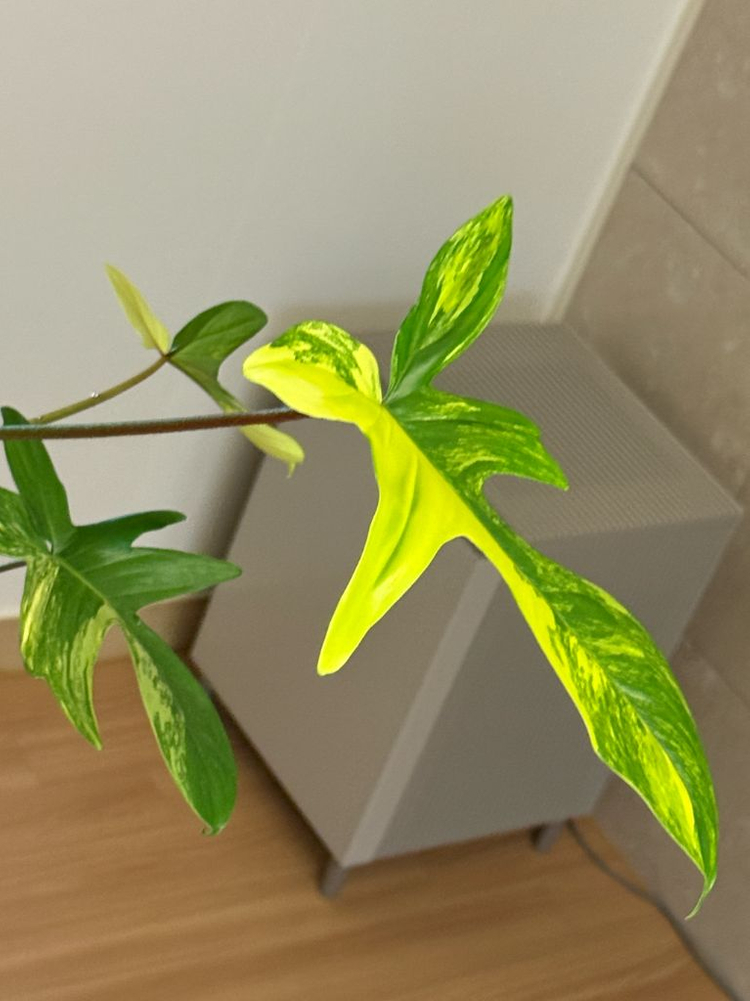 필로덴드론 플로리다 뷰티 바리에가타 (대품, 잎 15장)--3