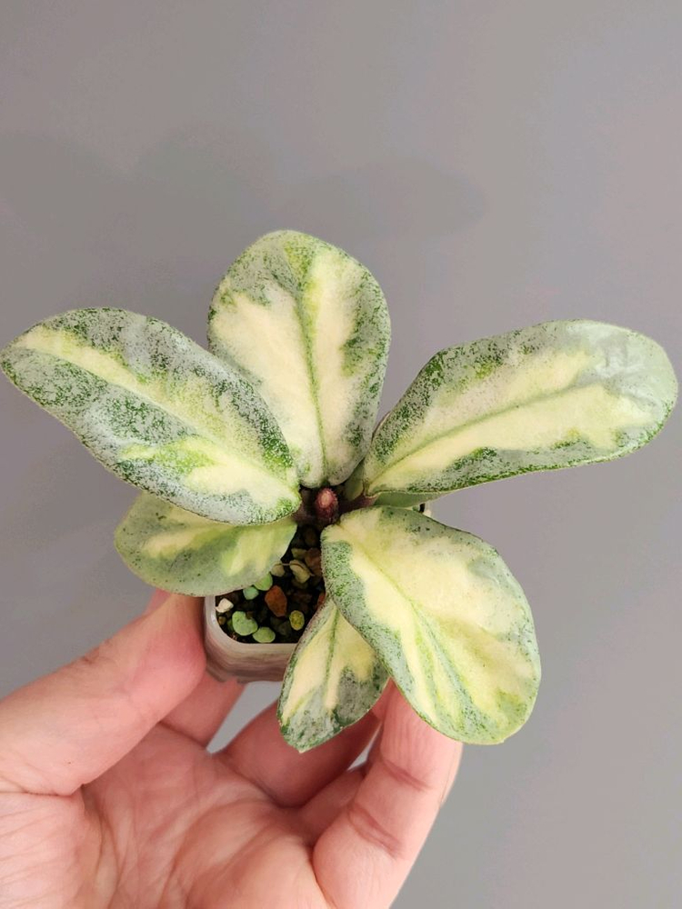 호야 아르젠티아 프린세스--0