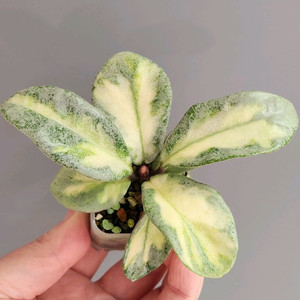 호야 아르젠티아 프린세스