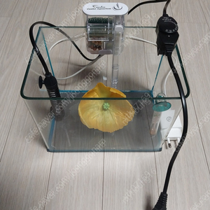 어항(21.5cm X 14.5cm X 17cm) + 여과기, 히터(75W), 온도계, 베타 꽃침대 팝니다. 이미지