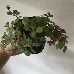 코도난테 데보시아나 파울라 (제라늄X)