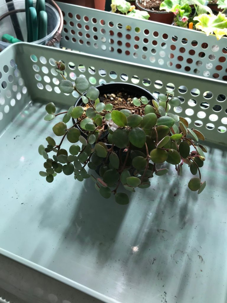 코도난테 데보시아나 파울라 (제라늄X)--1