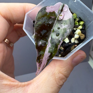 알로카시아 찬트리에 바리에가타