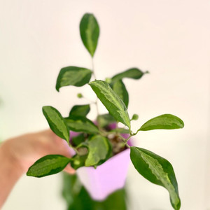 휘커스 델도이데아 바리에가타