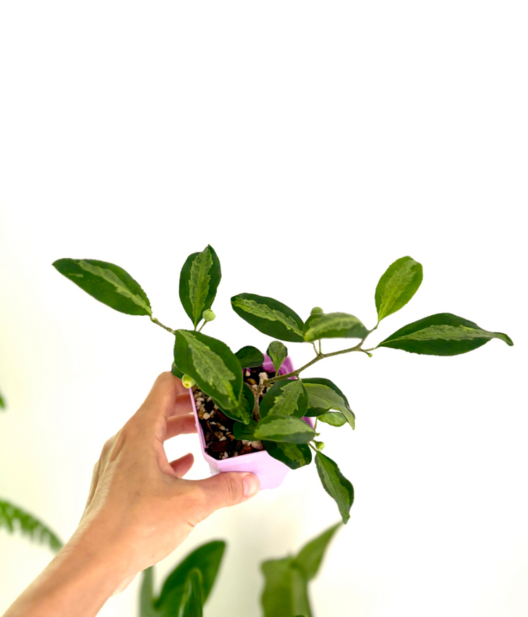 휘커스 델도이데아 바리에가타--1