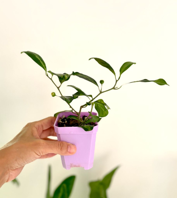 휘커스 델도이데아 바리에가타--2