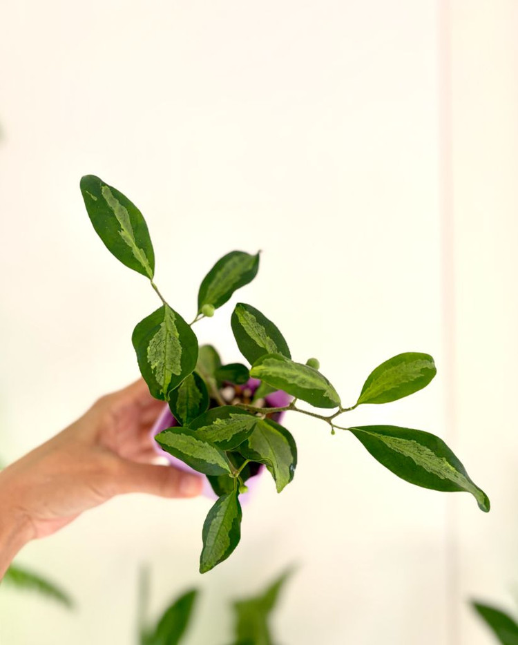 휘커스 델도이데아 바리에가타--3