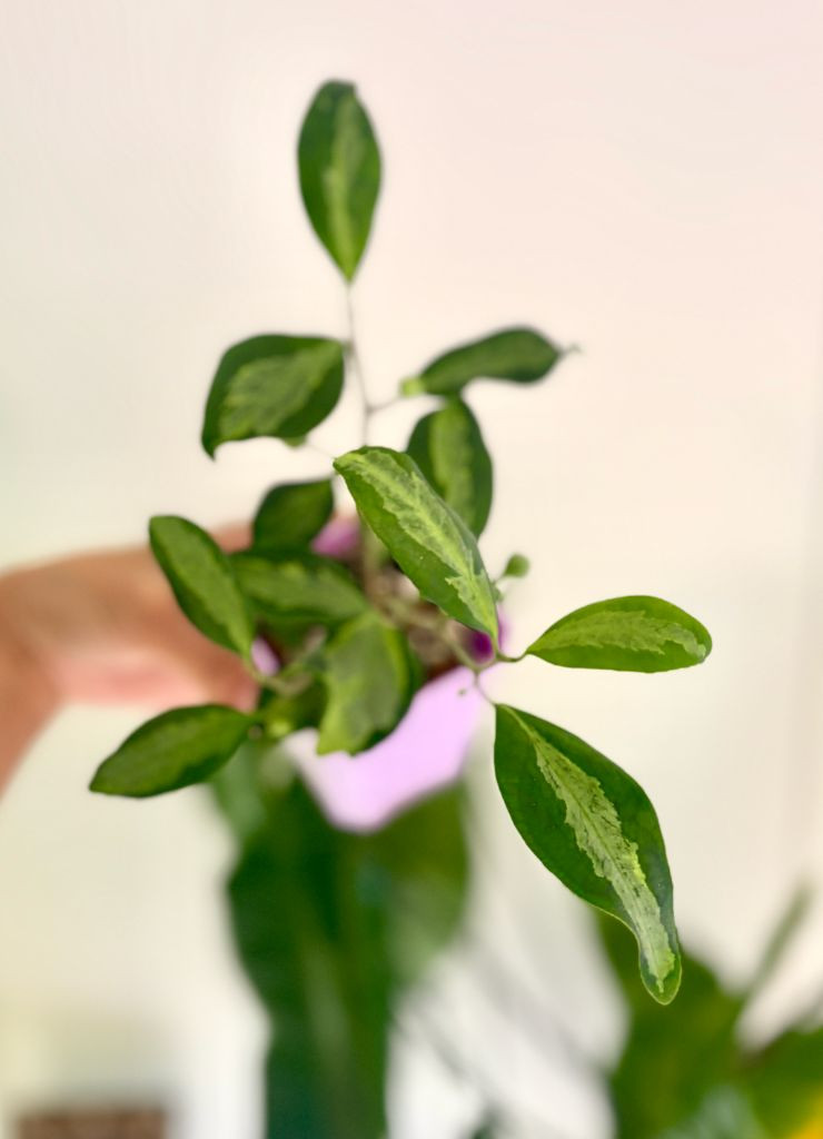 휘커스 델도이데아 바리에가타--4