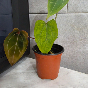 안스리움 레드스파이더 (카르텔다운)