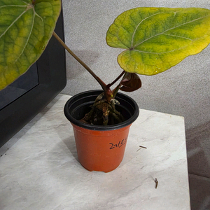 안스리움 레드스파이더 (카르텔다운)