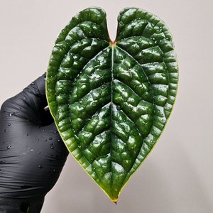 안스리움 럭셔리안스 원종