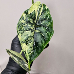 알로카시아 드래곤스케일 바리에가타