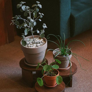 오니프 화분 받침대 월넛