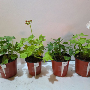 스텔라제라늄 4종