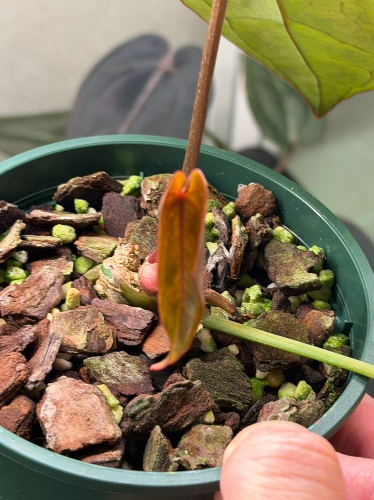 안스리움 에오스 x 블랙위도우미쉘--1