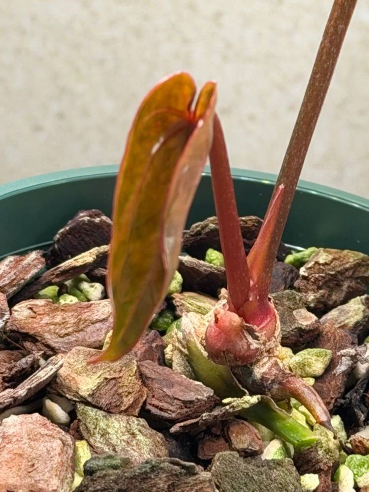 안스리움 에오스 x 블랙위도우미쉘--2