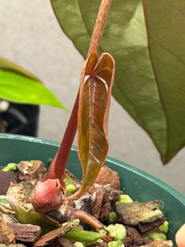 안스리움 에오스 x 블랙위도우미쉘--3