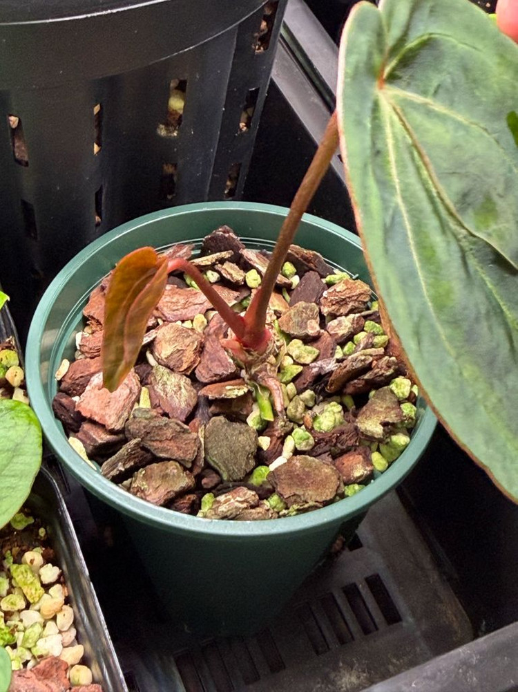 안스리움 에오스 x 블랙위도우미쉘--4